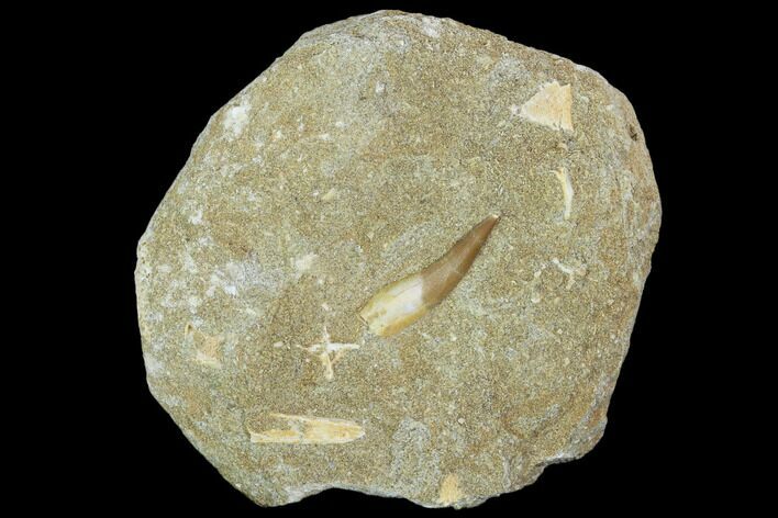 Fossil Plesiosaur (Zarafasaura) Tooth In Rock - Morocco #102106
